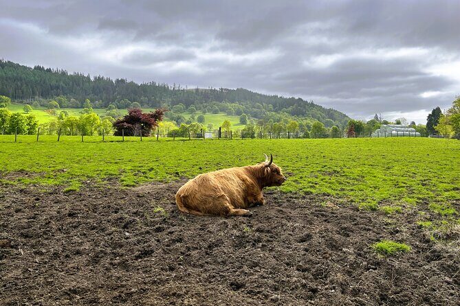 Edinburgh: Loch Ness, Glencoe & The Highlands - Callander: refresh break, photo pulls, and Highland cow luck
