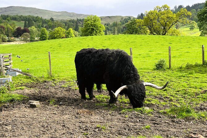 Edinburgh: Loch Ness, Glencoe & The Highlands - Fort William lunch break: where the day breathes