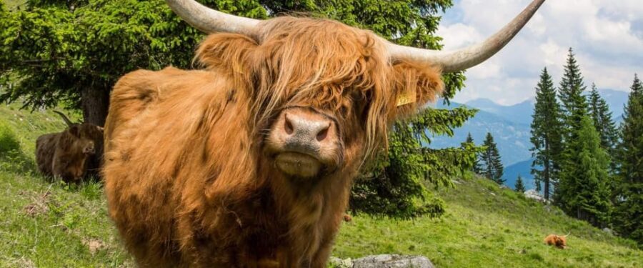 Edinburgh: Loch Ness, Scenic Walk, Glencoe & Whisky Day Tour - Traditional fish and chips: the comfort-food finish you should plan for