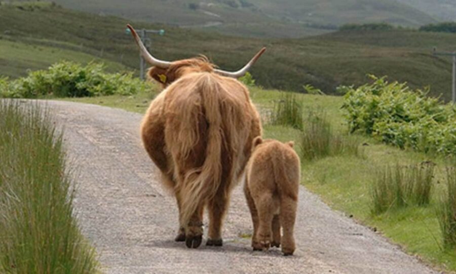 From Edinburgh: Loch Ness & Inverness Tour in Spanish - Price and Value: What You Pay for at $82, and What Costs Extra