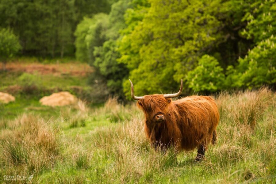 Glasgow: Loch Ness, Glen Coe, Hairy Coos & The Highlands - Key things that make this tour worth your attention