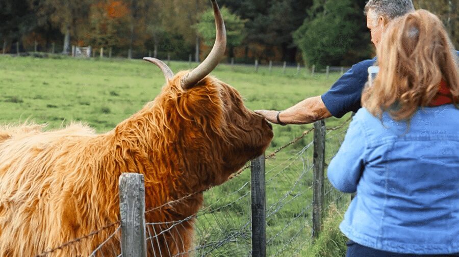 Glasgow: Loch Ness, Glen Coe, Hairy Coos & The Highlands - Price and logistics: what $80 really buys you