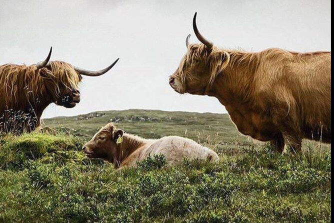 Highlands + Glencoe + Loch Ness Private Tour - Key Points You’ll Care About