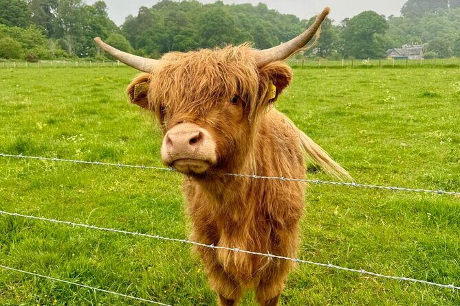 Loch Ness, Culloden, Clava and whisky/gin tour from Inverness. - Private Transport From Inverness: Land Rover Vibes or Minivan Comfort