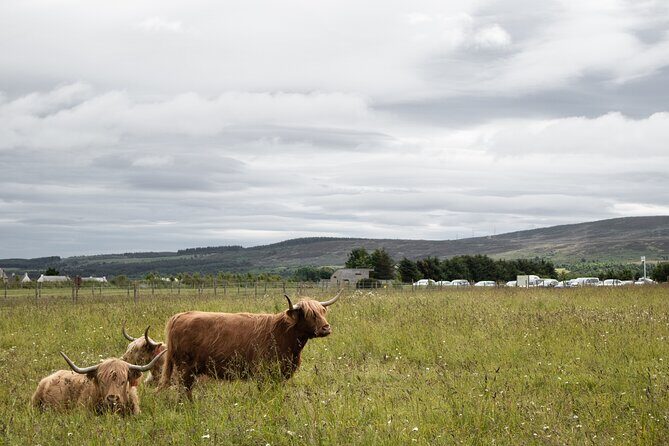 Private Full-Day Tour to the Scottish Highlands and Loch Ness - Dalwhinnie Distillery: whisky time without the detour