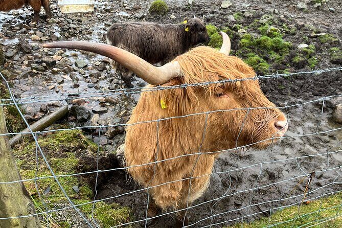 Private Scottish Highlands and Loch Ness Tour from Edinburgh - Private vehicle comfort: why the group size matters on a long day