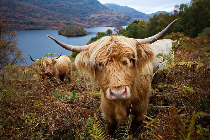 Private Tour of Loch Ness, Glencoe and Highlands from Edinburgh - Private Highlands day trips: what you gain with a dedicated guide from Edinburgh